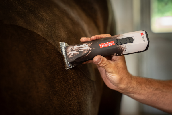 Pferd scheren: Pferd wird am Bauch beschoren