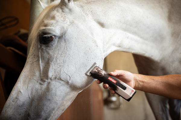 Pferd scheren: Pferd wird am Kopf geschoren