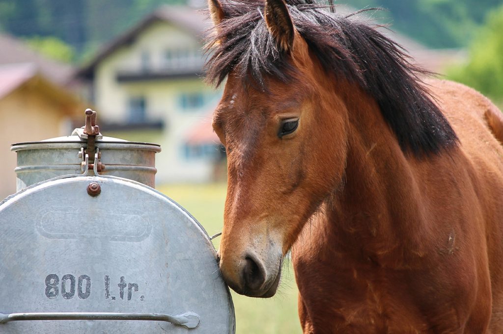 Pferd beschnuppert Metall