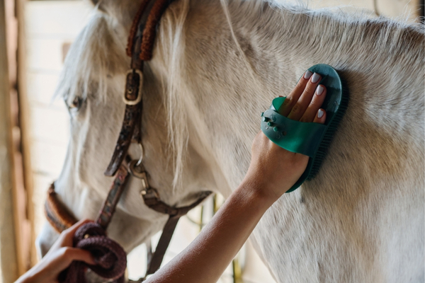 Pferd und Mensch: Mensch putzt Pferd