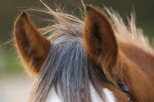 Pferd und Mensch: Pferdeohren sin dnach vorne geneigt