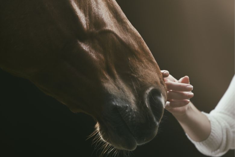 5 Tipps, wie Du das Pferdevertrauen gewinnen kannst