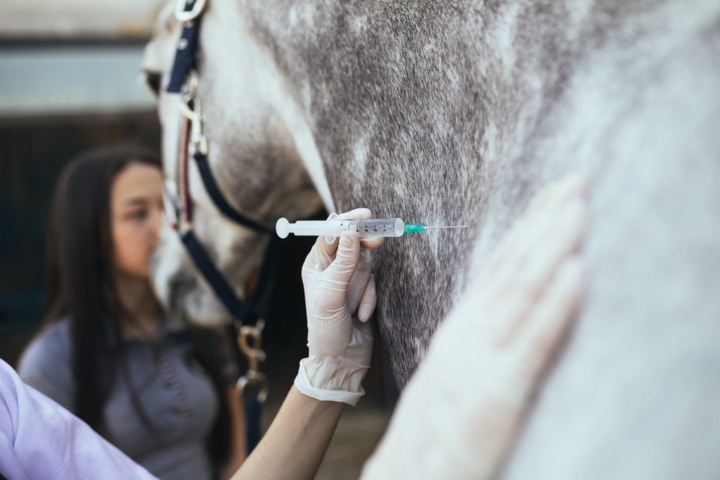 Impfung: Pferd bekommt Spritze