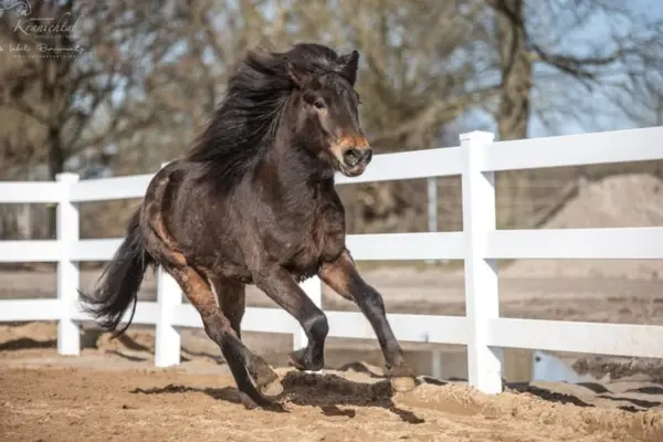 Ein dunkles Islandpferd galoppiert schwungvoll und kraftvoll auf einem Sandplatz. Die schwarze Mähne weht im Wind. Das Pferd läuft parallel zu einem weißen Lattenzaun, im Hintergrund sind kahle Bäume zu erkennen.