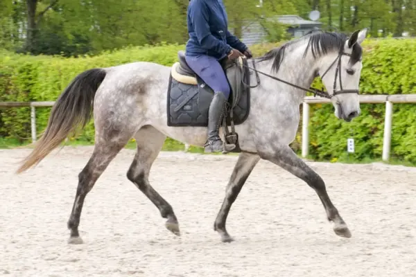 Der Reiter in dunkelblauer Jacke und blauen Reithosen reitet das Apfelschimmel-Pferd im Galopp nach rechts auf einem Sand-Dressurplatz. Das Pferd ist mit einem Dressursattel, einer dunkelgrauen Schabracke und einer Trense ausgestattet und geht am Zügel. Der Hintergrund ist eine grüne Hecke.