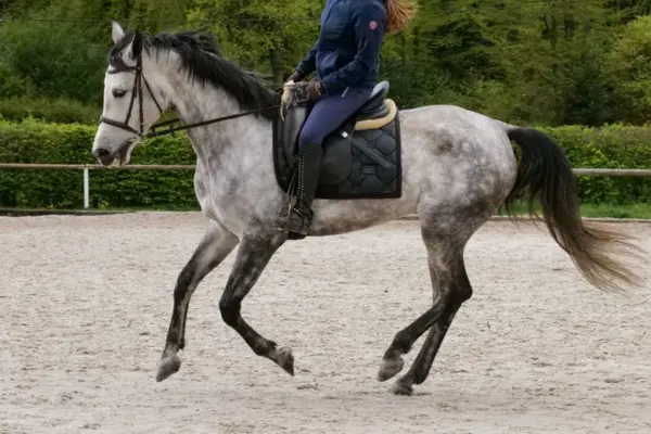 Das Apfelschimmel-Pferd mit demselben Reiter galoppiert nach links auf dem Sandplatz, was die rechte Galopphand zeigt. Die Ausrüstung ist identisch: Dressursattel, dunkelgraue Schabracke und Trense. Der Hintergrund besteht aus einer grünen Hecke vor unscharfen Bäumen.