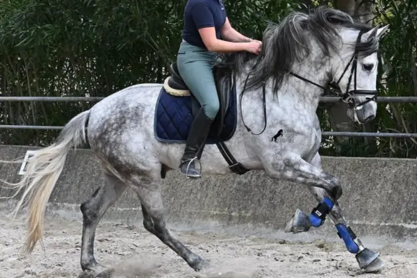Ein kräftiger Apfelschimmel wird in einem Außenreitplatz geritten. Das Pferd befindet sich in einer dynamischen Vorwärtsbewegung, während die Reiterin in klassischer Reitkleidung (dunkles Poloshirt, graue Reithose) im Sattel sitzt. Das Pferd trägt englisches Zaumzeug, eine dunkelblaue Schabracke und farblich passende blaue Gamaschen an den Vorderbeinen.