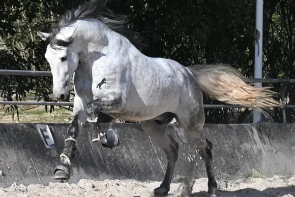 Ein ungesattelter Apfelschimmel springt schwungvoll und energisch über den Sand eines Reitplatzes. Die Mähne weht im Wind, und das Pferd zeigt eine kraftvolle Aufwärtsbewegung der Vorderbeine. Es trägt schwarze Gamaschen und Hufglocken zum Schutz. Im Hintergrund ist eine Betonmauer und grüne Bepflanzung zu sehen.