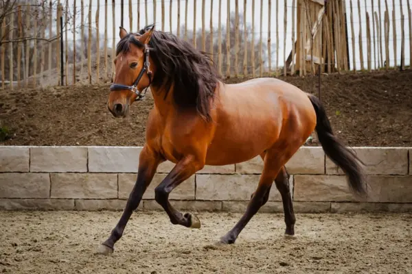 Ein braunes Pferd in dynamischer Bewegung auf einem Reitplatz. Das Pferd trabt mit aufmerksamem Blick, während die lange schwarze Mähne und der Schweif in der Bewegung wehen.