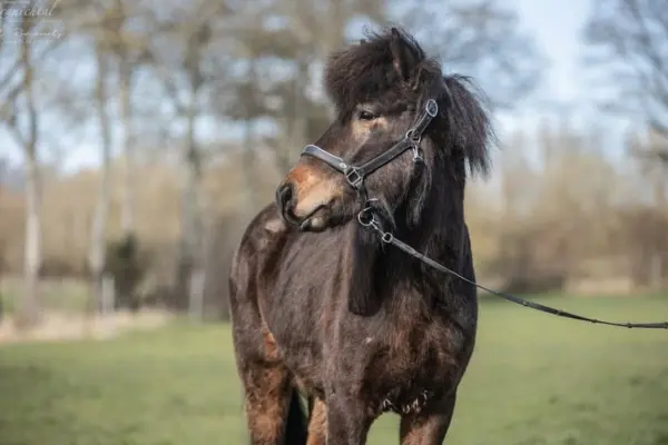 Porträt eines dunklen Islandpferdes, das ein schwarzes Halfter trägt und nach links schaut. Die dichte Mähne ist am Hals zu sehen. Das Pferd steht auf einer grünen Weide mit unscharfen, hellbraunen Bäumen im Hintergrund. Eine Führleine ist am Halfter befestigt.