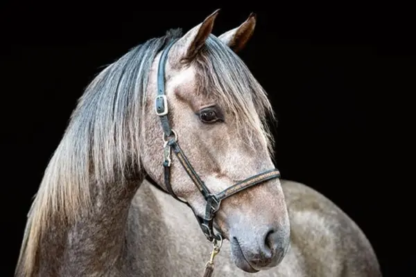 Ein edles Porträt eines Schimmels vor schwarzem Hintergrund. Das Pferd trägt ein dunkles Halfter und blickt aufmerksam zur Seite; die Detailaufnahme betont die sanften Augen und die feine Fellzeichnung des Kopfes.
