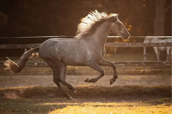 Spektakuläre Aufnahme eines Schimmels im Galopp während der goldenen Stunde. Das warme Gegenlicht der untergehenden Sonne bringt die Konturen des Pferdes und die aufgewirbelte Mähne zum Leuchten.