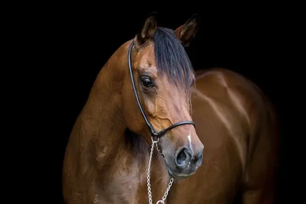 Ein edles Porträt eines braunen Pferdes vor einem tiefschwarzen Hintergrund. Das Pferd trägt ein sehr feines Vorführhalfter mit einer silbernen Kette. Das Licht betont die Muskulatur und den Glanz des Fells.