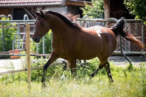 Ein braunes Pferd trabt schwungvoll mit erhobenem Schweif über eine grüne Wiese. Im Hintergrund ist ein Stallgebäude und eine Einzäunung zu sehen. Das Pferd wirkt sehr lebhaft und bewegungsfreudig.