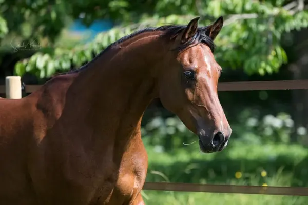 Nahaufnahme des Kopfes und Halses eines eleganten, braunen Pferdes (vermutlich ein Araber oder ein ähnlicher Typ) vor einem Hintergrund aus grünen Bäumen. Das Pferd hat eine feine Blesse auf der Stirn und blickt aufmerksam zur Seite.