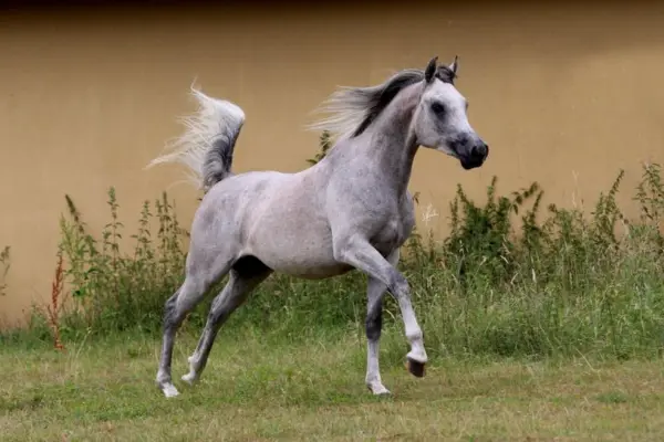 Ein eleganter Schimmel (Araber) galoppiert mit hoch erhobenem Schweif über eine grüne Wiese. Die Mähne und der helle Schweif wehen in der Bewegung. Im Hintergrund ist eine schlichte, ockerfarbene Wand zu sehen.