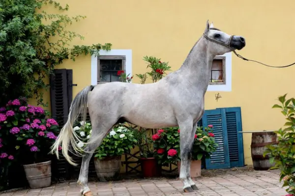 Ein Schimmel steht aufmerksam in einer Vorführpose auf einem gepflasterten Hof. Das Pferd hält den Hals hoch aufgerichtet. Im Hintergrund befindet sich eine gelbe Hauswand mit kleinen Fenstern, blauen Fensterläden und blühenden rosa Hortensien in Töpfen.