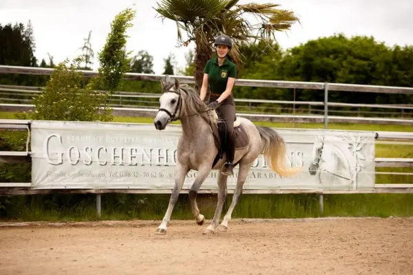 Eine Reiterin in einem grünen Poloshirt und Reithelm reitet den Schimmel auf einem Sandplatz. Im Hintergrund ist ein weißes Werbebanner mit der Aufschrift „Goschenhof Arabians“ am Zaun befestigt. Hinter dem Reitplatz sind Bäume und eine Palme zu erkennen.