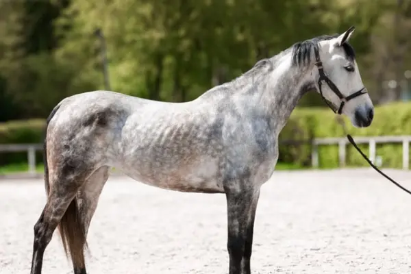 Ein Seitenprofil-Foto des Apfelschimmel-Pferdes, das ruhig auf einem Sandpaddock steht. Es trägt ein Lederhalfter mit einer Führleine. Die Muskulatur und die dunkleren Flecken auf dem hellen Fell sind gut sichtbar. Im Hintergrund erstreckt sich ein grüner Reitplatz mit einer Hecke und unscharfen Bäumen im Sonnenlicht.