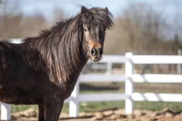Nahaufnahme eines dunklen Islandpferdes mit sehr langer, dichter Mähne, das direkt in die Kamera blickt. Das Pferd steht auf einem Sandplatz, im Hintergrund ist ein weißer Lattenzaun und eine Baumreihe im Sonnenschein zu sehen.