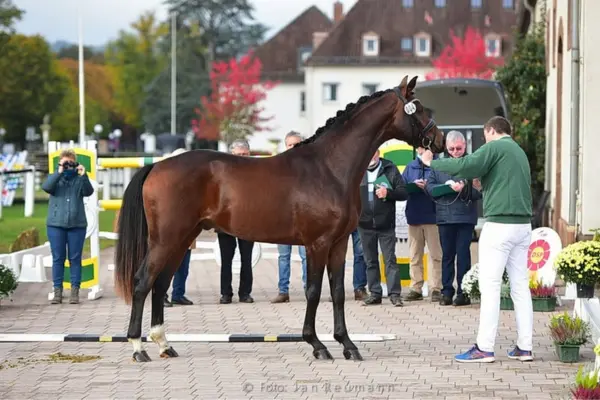 Pferde-der-woche-170326 DSP Royal Heritage (2)