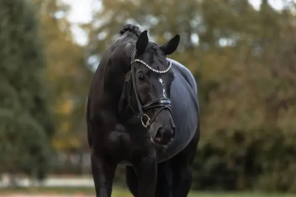 Pferde-der-woche-170326 Hildegard (2)