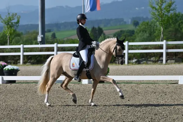 Pferde-der-woche-170326-dating-point (1)