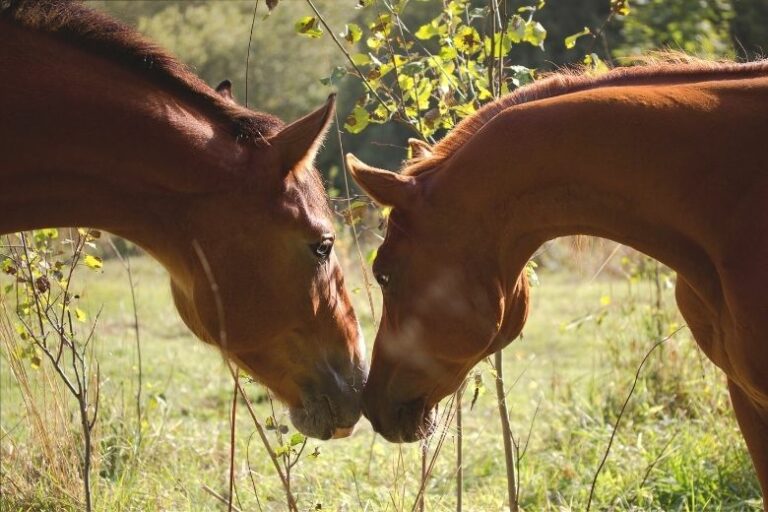 Pferde Paarung – So pflanzen sich Pferde fort