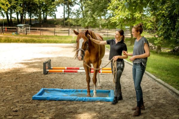 Pferde verstehen: Gelassenheitstraining mit Pferd auf einer Plane 