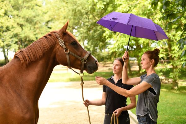 Pferde verstehen: Gelassenheitstraining mit Regenschirm