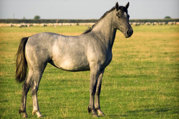 Pferde verstehen: Pferd steht imposant auf Wiese