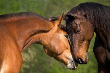 Pferde verstehen lernen – Das musst Du wissen