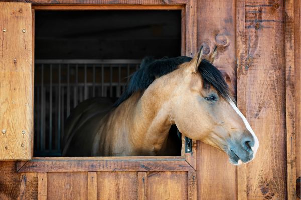 Pferdehaltung: Pferd guckt aus Boxentür