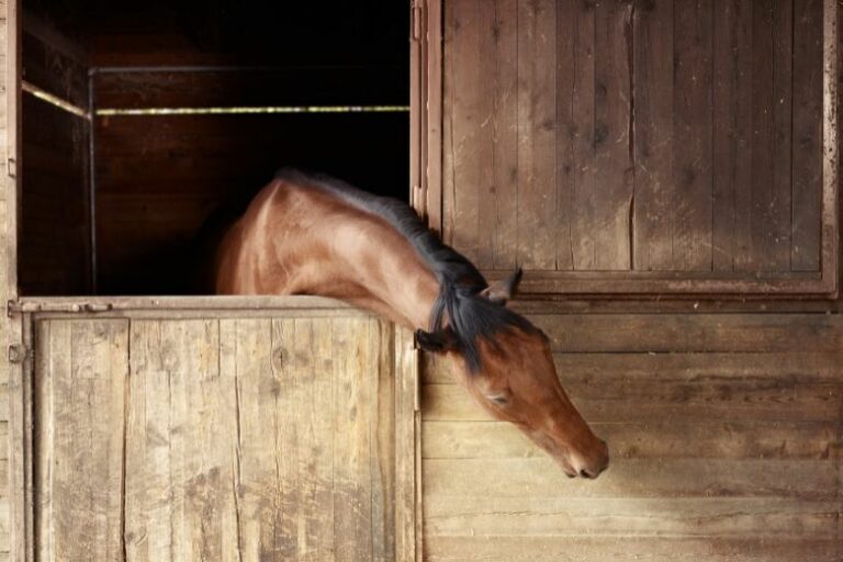 Pferdenamen – So findest Du den Richtigen für Dein Pferd!