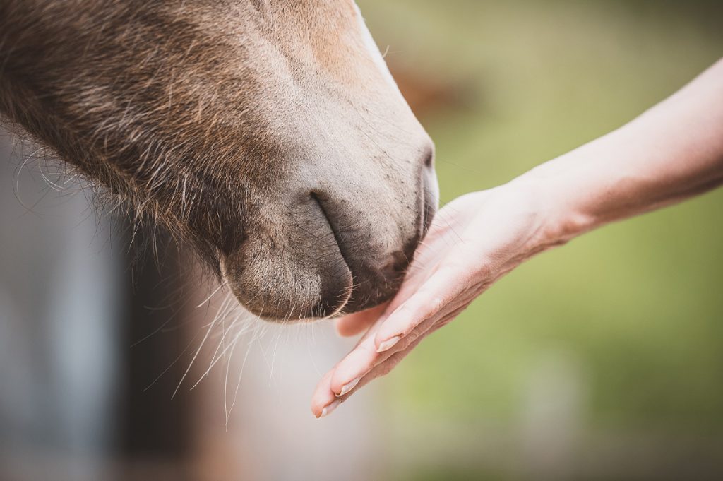 Pferd beschnuppert Hand