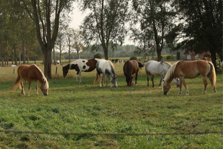 Beliebte Pferderassen – das sind die TOP 5 der Deutschen!