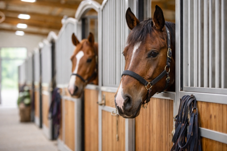 Pferdesport Neue Regeln und Gesetze 2026: Pferde schauen aus Boxen in Stallgasse