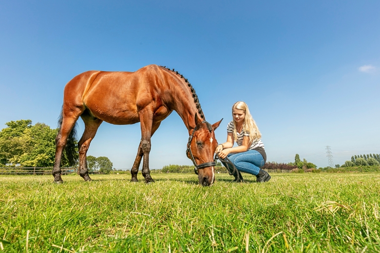 Pferdeweide richtig pflegen: Pferd grast auf einer Wide, daneben steht eine Frau