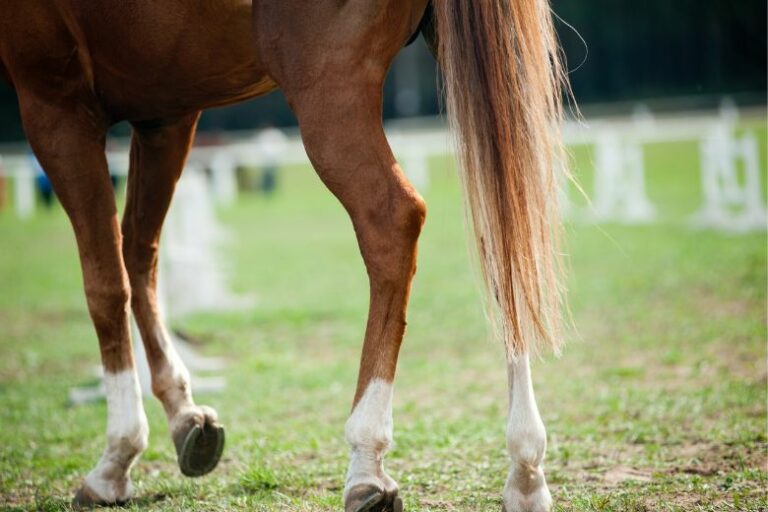 Piephacke beim Pferd – Ursachen, Symptome & Behandlung