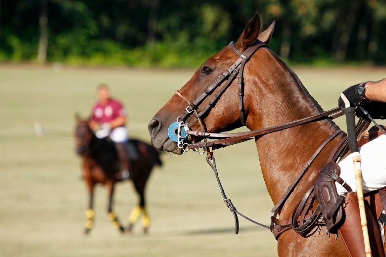 Polo Pony