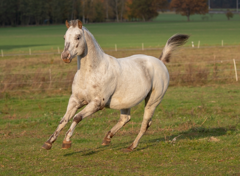 Ponys of the Americas: Pferd auf der Wiese