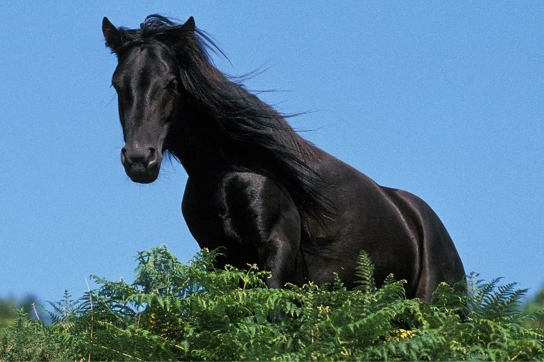 Pottok Pony