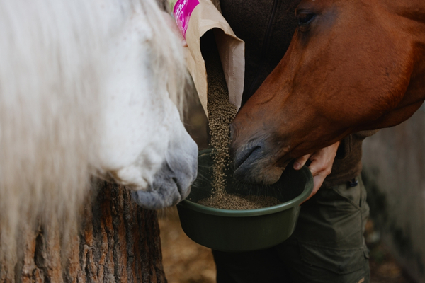 Zwei Pferde strecken die Nase in eine Futterschüssel, in die CYSTUS EQUINE®gefüllt wird