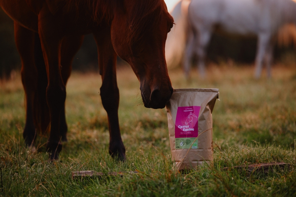 Pferd steht auf einer Weide im Abendlicht und schnüffelt an CYSTUS EQUINE, das in einer tüte auf dem Boden im Gras steht