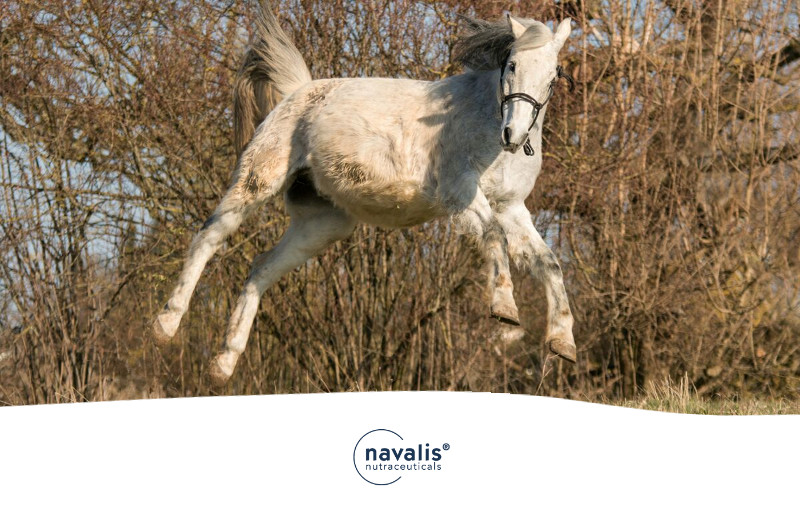 Fütterung von Cushing Pferden im Test ehorses Magazin