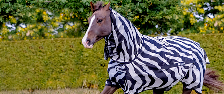 Erfahrungen Bucas Fliegendecke Buzz-Off Zebra