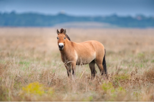 Przewalski Pferd in der Steppe