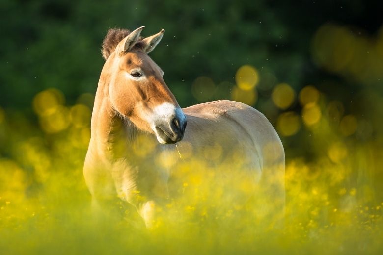 Przewalski