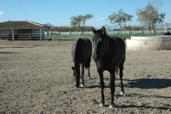 Zwei Pura Raza Mallorquina auf einem Sand-Paddock
