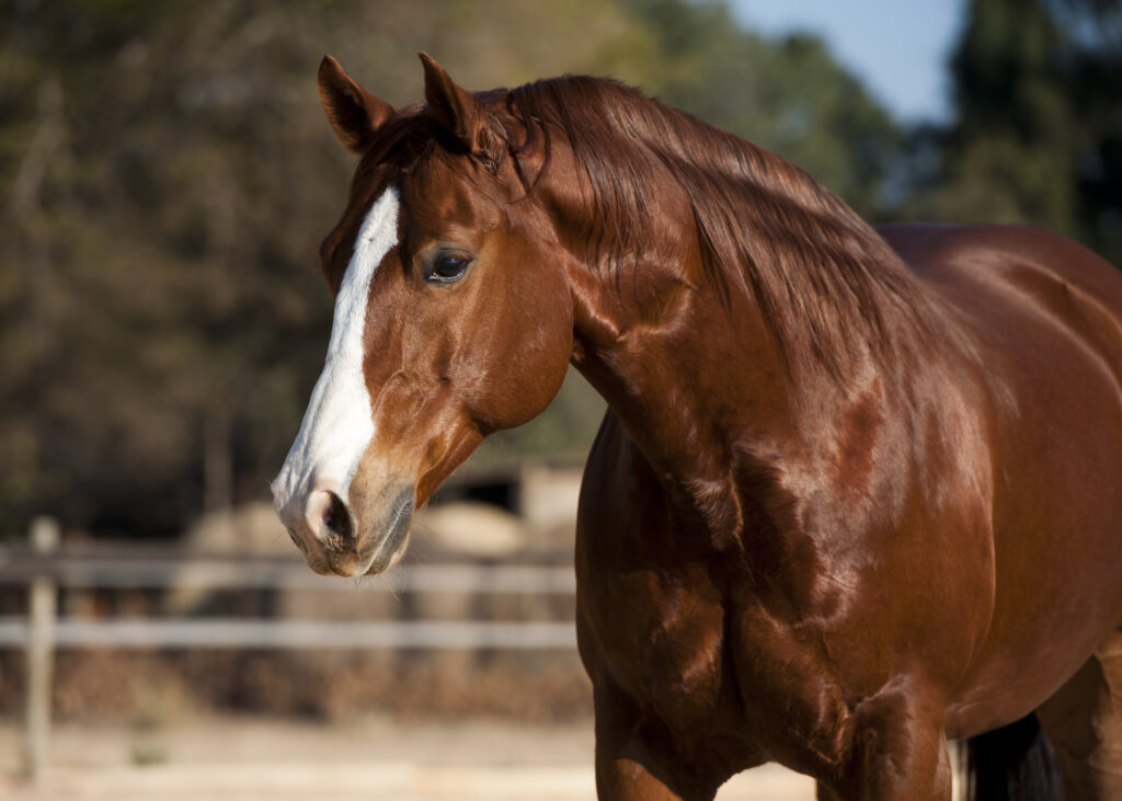 Quarter Horse von vorne